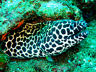 Similan islands/Fish guide/Honeycomb moray
