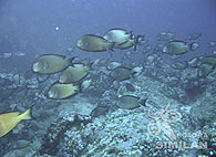 Similan islands/Fish guide/Indian Ocean Mimic Surgeonfish