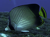Similan islands/Fish guide/Indian vagabond batterflyfish