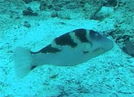 Similan islands/Fish guide/Andaman Mimic Filefish（Elephant Head Rock）