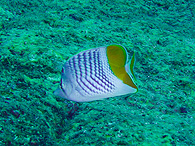 Similan islands/Fish guide/Madagascar butterflyfish