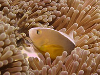 Similan islands/Fish guide/Skunk anemonefish