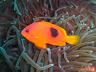 Similan islands/Fish guide/Tomato anemonefish