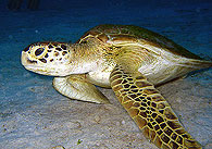 Similan islands/Fish guide/Green Sea Turtle