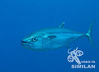 Similan islands/Fish guide/Dogtooth Tuna