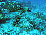 Similan islands/Fish guide/Hawksbill turtle