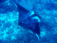 Similan islands/Fish guide/Manta ray
