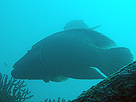 Similan islands/Fish guide/Napoleon fish