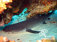 Similan islands/Fish guide/Nurse Shark ray