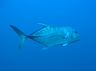 Similan islands/Fish guide/Giant trevally