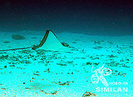 Similan islands/Fish guide/Spotted Eagle Ray
