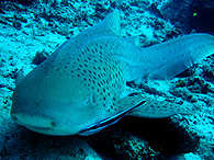 Similan islands/Fish guide/Leopard shark