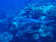 Similan islands/Fish guide/Whitetip reef shark