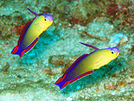 Similan islands/Fish guide/Purple fire goby（North Point／Similan islandsNo.9）