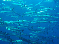 Similan islands/Fish guide/ Bluefin trevally/School