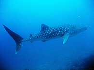 Similan islands/Fish guide/Whale Shark