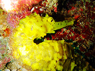 Similan islands/Fish guide/Tigertail seahorse