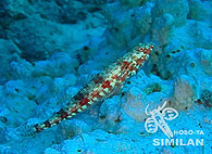 Similan islands/Fish guide/Red Lizard Fish（Elephant Head Rock）