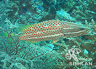 Similan islands/Fish guide/Slender grouper