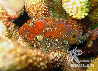 Similan islands/Fish guide/Spotfin Frogfish（West Of Eden）