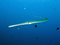 Similan islands/Fish guide/Bluespotted cornetfish