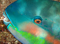 Similan islands/Fish guide/Blunt-headed parrotfish（East Of Eden／Similan islands No.7）
