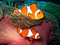 Similan islands/Fish guide/Common clownfish