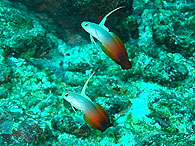 Similan islands/Fish guide/Fire goby