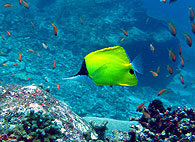 Similan islands/Fish guide/Pyramid Butterflyfish（Honeymoon Bay）
