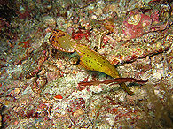 Similan islands/Fish guide/Ghost pipefishes