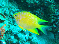 Similan islands/Fish guide/Golden damselfish
