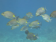 Similan islands/Fish guide/Orange-Spotted Spinefoot