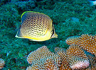 Similan islands/Fish guide/Speckled Butterflyfish（West Of Eden）