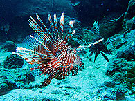 Similan islands/Fish guide/Red Lionfis