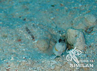 Similan islands/Fish guide/Steinitz's Shrimp-Goby（Three Treesズ）