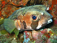 Similan islands/Fish guide/Black-blotched porcupinefish（Three Trees／Similan islands No9）