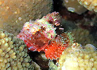 Similan islands/Fish guide/Fire Fish（West Of Eden）