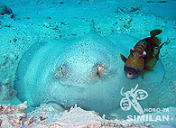 Similan islands/Fish guide/Porcupine Ray（Honeymoon Bay）