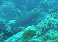 Similan islands/Fish guide/Bicolour Parrotfish
