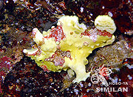 Similan islands/Fish guide/Warty Frogfish（North Point）