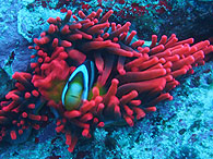 Similan islands/Fish guide/Clark's anemonefish（Shark Fin Reef／Similan islands No.3）