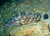 Similan islands/Fish guide/Camouflage Grouper（Deep Six）