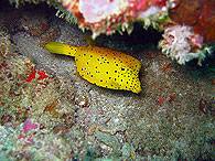 Similan islands/Fish guide/Yellow boxfish（Richelieu Rock）