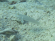 Similan islands/Fish guide/Sixspot Goby