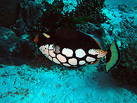 Similan islands/Fish guide/Clown triggerfish（Deep Six／Similan islands No.7）