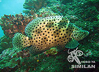 Similan islands/Fish guide/Highfinned Grouper