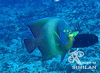 Similan islands/Fish guide/Semicircle Angelfish（West Ridge）