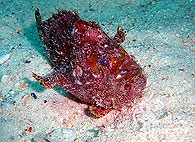 Similan islands/Fish guide/Fleckled Anglerfish（West Of Eden）