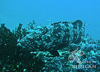 Similan islands/Fish guide/Malabar Grouper