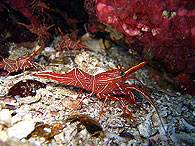 Similan islands/Fish guide/Durban hinge beck shrimp